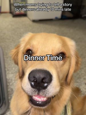 A post by @thegoldennamedbentley on TikTok caption: *We are mindful but not when were hangry #fyp #goldenretriever 