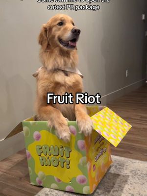 A post by @thegoldennamedbentley on TikTok caption: Thank you @Fruit Riot 💚 even though my humans said they wont be sharing with me 😭 #prpackage #fyp #dogsoftiktok #kuwtk 