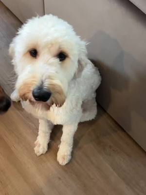 A post by @jacobsbrain on TikTok caption: All bark #goldendoodle #fyp #scared 