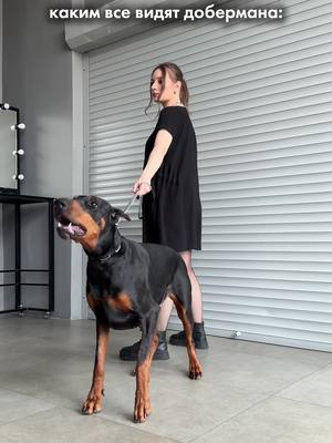 A post by @doberblogger on TikTok caption: #doberman #dobermanvenera #доберманвенера 