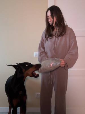 A post by @doberblogger on TikTok caption: #doberman #dobermanvenera #доберманвенера 