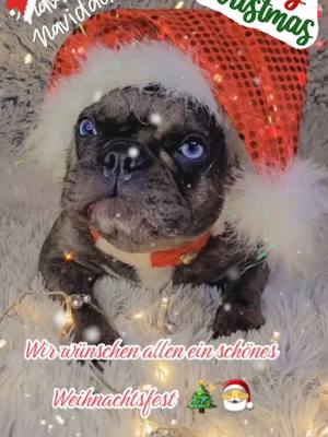 A post by @blue_eyes_frenchie_luna on TikTok caption: Wir wünschen allen ein schönes und besinnliches Weihnachtsfest 🎄♥️ #frenchieluna💙 #französischebulldogge #frenchiebaby #froheweihnachten #marrychristmas #feliznavidad #teammadditv 