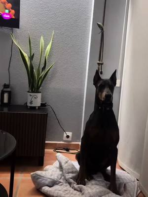 A post by @gorda_and_company on TikTok caption: 🔊 no quiere ver Shrek 🤣#doberman #pelicula #shrek #paratiiiiiiiiiiiiiiiiiiiiiiiiiiiiiii #viralditiktok #fyp 