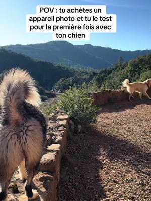 A post by @ricobtz on TikTok caption: Fini de payer des shooting a mon chien tous les mois, on va apprendre ensemble ! ❤️🐺 #shooting #photo #fyp #pourtoi #foryou #prt #husky #dogfriend #goldenretriever #bergeraustralien #huskylife #dog #r100 #canonr100 