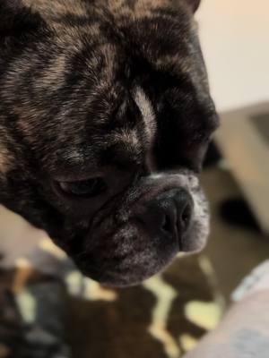 A post by @maylo25.01.23 on TikTok caption: #buldogfrances #französischebulldogge#frenchbulldog #pizza #look #bennyspizza #