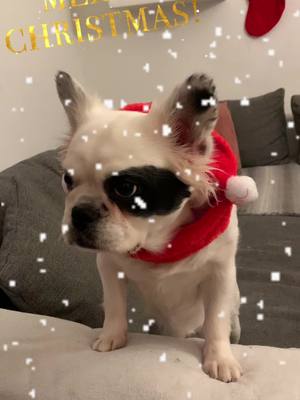 A post by @panajotiskalpakid on TikTok caption: Wir wünschen euch alle frohe weihnachten danke das ihr da seit 🥰#bella #bully #girl #fluffy #weihnachten2024🎅🎄🎁 #❤️#🎅🏼 