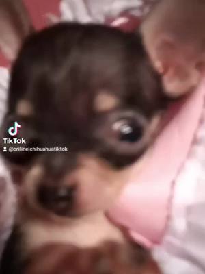 A post by @crilinelchihuahuatiktok on TikTok caption: #paratiiiiiiiiiiiiiiiiiiiiiiiiiiiiiii #felipe y #y como mueve los hombritos #feliiiipeeeeee#paratiiiiiiiiiiiiiiiiiiiiiiiiiiiiiii 