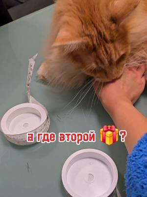 A post by @pelzigertiktokersam on TikTok caption: # Frohe Weihnachten #маинкун #katze #хочучудо❄ #подарки 