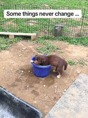 A post by @telltaleaussie on TikTok caption: Once a bucket girl always a bucket girl #bucketfullofstarlight #kseil #telltaleaussie #aussie #aussieswithtails #undockedaussie #puppy #funny 