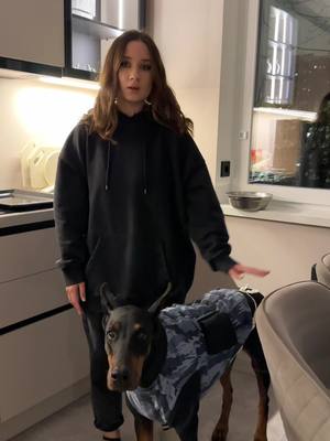 A post by @doberblogger on TikTok caption: #doberman #dobermanvenera #доберманвенера 