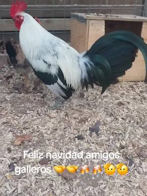 A post by @martinmtz64 on TikTok