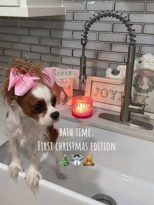 A post by @coquettecavalier on TikTok caption: Merry Christmas everyone! 🎄☃️🧸  #lady #cavalierkingcharles #cavalier #cavalierkingcharlesspaniel #puppy #sleppy #puppiesoftiktok #pinterest #pink #fyp #ladythecavalier #puppylove #bath #christmas #wishlist 