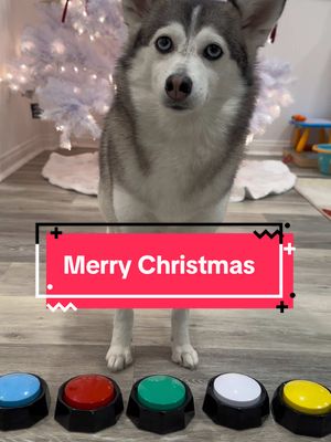 A post by @sapphie_the_pomsky on TikTok caption: Merry Christmas ! 🎁 #dogs #christmas 