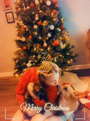 A post by @shelbym907 on TikTok caption: #CapCut happy Christmas! #fyp #christmas #animals #freyatheloaf #mittens #corgi #corgichristmas #foryou #gifts 