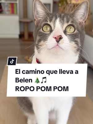 A post by @sakurakittens on TikTok caption: Ya se me pasó el enojo 🐱✨ feliz navidad a todos 🎄