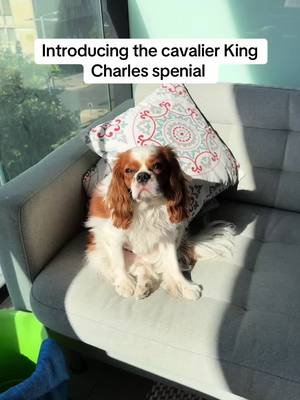 A post by @lev_king_charles on TikTok caption: Best breed #kingcharlescavalier #dog #cute 