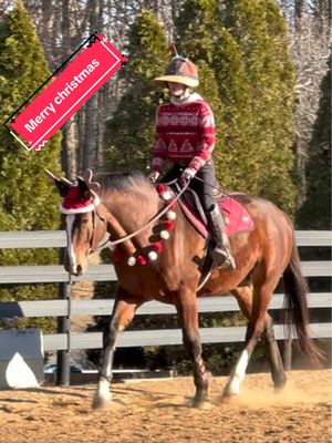 A post by @ahstew227 on TikTok caption: Very merry 🎅 #fyp#foryou#foryoupage#horsegirl#equestrian#aqha#kwpn#christmas#christmashorse#xmas#horse#horsesoftiktok#horsetok#fypシ 