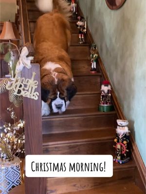 A post by @saint.in.the.city on TikTok caption: Merry Christmas from Midas! #saintbernard #dogsoftiktok #tiktokpets #fyp #foryoupage 