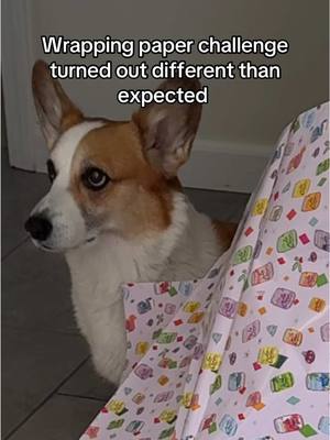 A post by @ketchupthecorgi on TikTok caption: Honestly she did great 😊🥰🐶 #wrappingpaper #KetchupTheCorgi #dogsoftiktok #happyholidays 