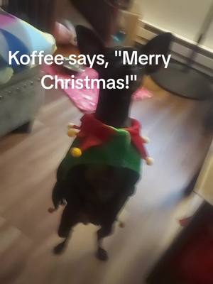 A post by @snarlingmaiden on TikTok caption: Koffee & I wish everyone a Merry Christmas!! #chihuahuastiktok #chihuahua #coffee #fart #keepinitcute #christmas 