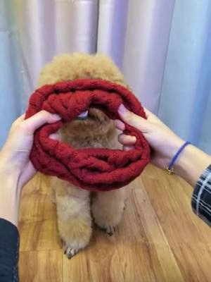 A post by @yuhouiop on TikTok caption: With this sweater, pets are no longer cold#pet #sweater #warm #cute 