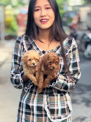 A post by @yamonehtun943 on TikTok caption: Poodle ကလေးလေးတွေစျေးတန်တန်နဲ့လာယူနော် သဲလေးတို့ 🤎🤎#foryoupage #myanmartiktok #fypシ゚viral 