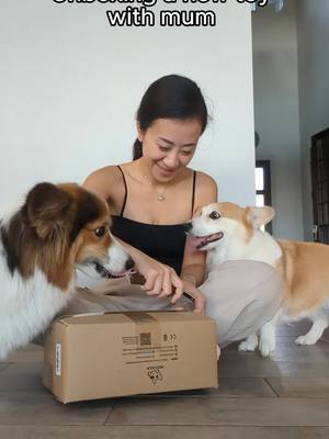 A post by @the.chees on TikTok caption: Just making sure it passes the Mochee and Lychee Quality Control Test. 😆 . . . #fyp #foryoupage #unboxing #corgilife #lycheethecorgi #thechees #mocheethecorgi #corgi #corgis #dog #corgisofinstagram #corgipuppy #9gag #barked #corgistagram #corgiplanet #corgicommunity #corgipuppies #cute #corgibutt #myfavcorgi #weeklyfluff #instadog #dogsofinstagram #doglover #puppy #puppies #puppiesofinstagram #dogstagram #柯基 #コーギー #웰시코