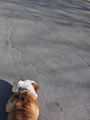 A post by @odinthetornadodog on TikTok caption: Sharing this moment when chat got hyped. Join us in the next LIVE! #tiktoklive #livehighlights #bulldog #Skateboarding 