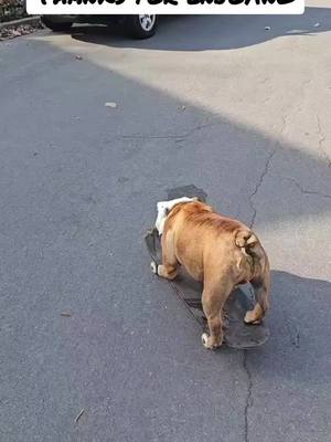 A post by @odinthetornadodog on TikTok caption: Thanks for all your Gifts and appreciation. You guys mean the world to me. #tiktoklive #livehighlights #ConSantanderConecto #bulldog#skateboarding