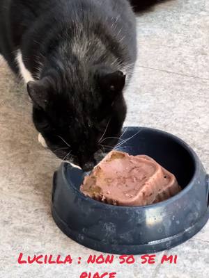 A post by @primogatto on TikTok caption: #lucilla#gattolibero#grandgourmet#nonsosemipiace 