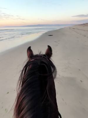 A post by @grooming_bytamara on TikTok caption: Beach runs with a side of baby horse sass 