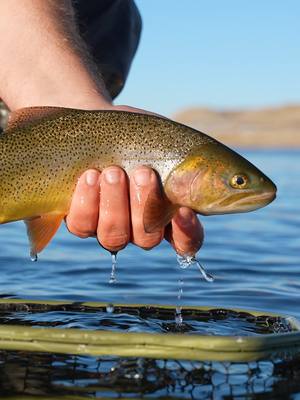 A post by @venturesflyco on TikTok caption: What bugs are actually active during the winter? And is it even worth it to go out fly fishing in the cold? Well, fish do slow down in the winter, but they still eat! And there are a few bugs that are active, even when there's snow on the ground! On this episode of Untangled, you'll learn about the 12 flies that Spencer recommends for winter fly fishing, and a few tips for effectively fishing these flies! To watch the full episode and see the entire list of flies, check out the podcast link in our bio! The 12 Best Flies for Winter Fly Fishing | Ep. 107 #flyfishing #flyfishingnation #flyfishingtiktok #flyfishinglife #flyfishingtrout #flyfishingaddict #flyfishingcheck #flyfishingtips #flyfishingbass #venturesflyco #TeamVFC #livereellife #beginnerflyfishing #howtoflyfish #flytying #flytyingjunkie #flytyingaddict #flytyingtutorial #flytyingvideo #flytyingnation #flytyingphotography #flytyingtiktok #flyfishinggear