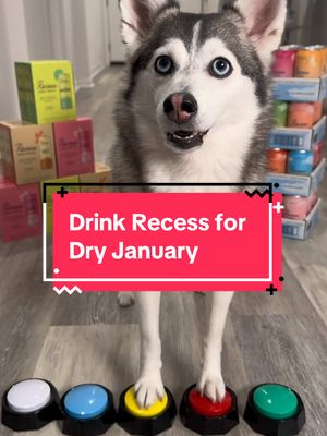 A post by @sapphie_the_pomsky on TikTok caption: When your dog challenges you to drink @Recess for dry January 🤣 #ad #recesspartner #dryjanuary #dogs #dogsofinstagram 