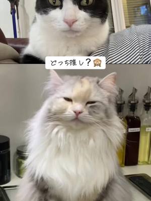 A post by @reggaeluuuuv on TikTok caption: 愛猫でつくってみた🙈🙈✨ かわちすぎ😍 仕事納めはこれで癒されちゃって🤣🤣  #仕事納め #猫 #あーぱつあぱつ 