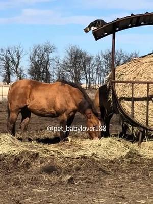 A post by @pet_babylover188 on TikTok caption: Cats and horses are beat friends!🥰👫🏻 #cat #cats #cutecat #catlover #catsoftiktok #fyp #foryou #foryoupage #funny #fypシ #funnycat #funnyvideos #funnytiktok #funnyanimals #kitty  #horses #horsesoftiktok #farm 