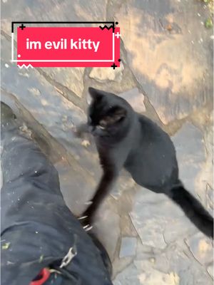 A post by @ahstew227 on TikTok caption: The latest JKS Farms addition has intrusive thoughts. And he does indeed act on them. #fyp#foryoupage#foryou#cat#goodkitty#evilkitty#barncat#trend#trending#trendy#funny#fypシ 