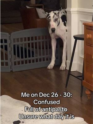 A post by @lovemargot.co on TikTok caption: What day even is it?! #greatdane #dogsoftiktok 