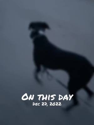 A post by @good_woofer_k9 on TikTok caption: #onthisday 