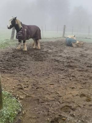 A post by @jbandhorses on TikTok caption: 😂😂 Doppel Drache #fy #fyp #pferd #dragonmare #irishtinker #winter #horse #reiterin 