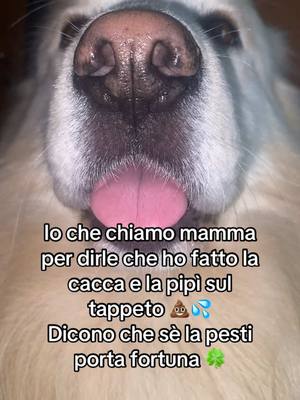 A post by @blancomaremmano on TikTok caption: Mamma mi ha messo in punizione 🥺 #dog 