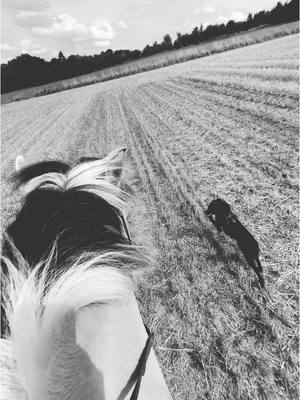 A post by @inak.1998 on TikTok caption: Wie sehr ich diese Aussicht vermisse 🥺💔✝️  #horse #riding #Home #fjordhorse #norwegian #horseloss #rip #ruheinfrieden 