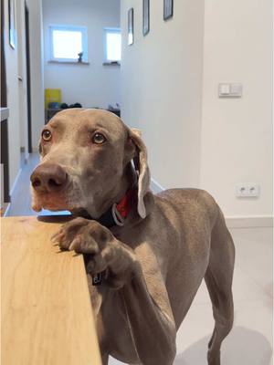 A post by @hoootdogs on TikTok caption: Fake body! И кто тут прав?😅 @Johnny & Оscar 🐾 