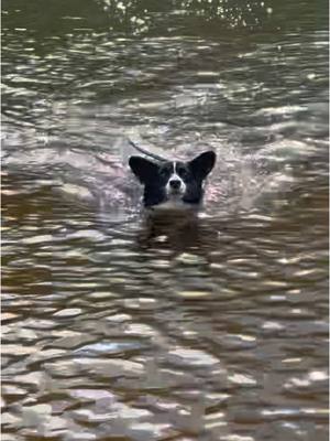 A post by @thecorgicult on TikTok caption: It was her first time swimming and she dove head first into the deep end! 🤣 It was a real sink or swing situation! Don’t worry she has a life jacket on 😉 #corg#corgig#corgisoftiktokc#thecorgicult #fypy#foryoupages#dogsoftiktok