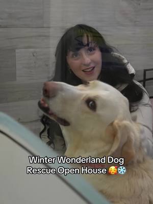 A post by @dogtalesrescue on TikTok caption: Winter Wonderland Open House EXTENDED - come by this Sunday, Dec. 29th 12-4PM ❄️✨ Our last event was such a success that we decided to keep it going for ALL OF JANUARY, so make sure you don’t miss out!  Santa may not be visiting this weekend, but the holiday magic is still in full swing with festive activities, meet and greets, and plenty of surprises. Tickets linked in our bi0 🎟 ——— All proceeds support our Presenter, Dog Tales Charitable Foundation.