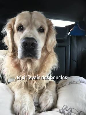 A post by @steph_emere on TikTok caption: Les toutous aussi ont le droit aux boucles 😁 #CapCut #boucles #goldenretriever 