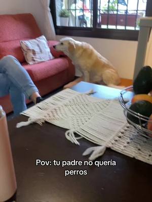 A post by @micagriieco on TikTok caption: El no quería perros 🦦 #fyp 