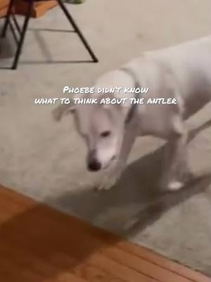 A post by @deaf.dog.phoebe on TikTok caption: Phoebe being Phoebe #fyp #phoebe #deafdogphoebe 