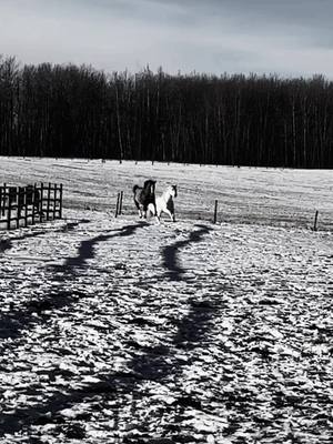 A post by @koleba.jd on TikTok caption: You ever just call your horses in and… you know? Feel this? 🖤 #ranchhorse #thoroughbred #andalusian #hancockhorse #ropehorses #workhard #lovelife #tistheseason #alberta #StillRanching #Cowboygirl 