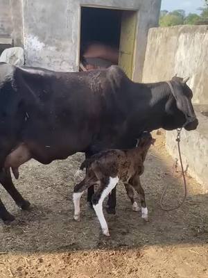 A post by @heenabi672 on TikTok caption: New born calf#cow #calf #foryou #foryoupage #winter #fyp #pakistan 