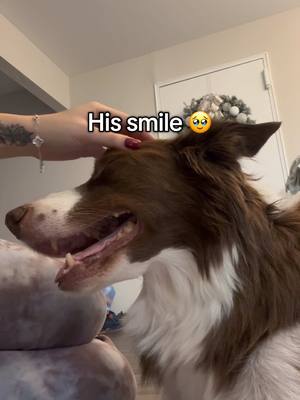 A post by @kendracoleeex on TikTok caption: I will always keep fighting to find a treatment for my boy ❤️ #dogmom #bordercollie #lymedisease #dogcancer #viralvideo #ilovemydog 